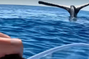 尾ヒレを海面に突き出したままのクジラ…非常に珍しいセーリング（帆走）をしている姿だった