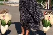 くり抜かれたスイカに乗せられて運ばれるアラスカン・マラミュートの子犬達