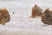 【海外】珍しい魚が見せた「かわいいご挨拶」を科学者がキャッチ！その意外な瞬間とは？