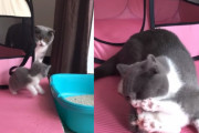 ママに毛づくろいされるのが苦手な子猫ちゃんが繰り広げる必死の逃走劇