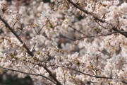 韓国人「韓国人が発狂！」漢拏山ソメイヨシノを日本名で表記したことに対する反発が続く　韓国の反応