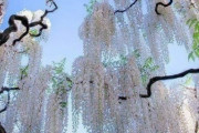 海外「何て見事な花とスカイライン！まるで別世界だ！」美しい白藤の花（海外の反応）
