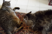 「お互いにやる気なさ過ぎｗ」太った猫同士のケンカがこちら [Fat Cat Fight]  海外の反応
