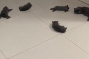 ここは幸せの床かな？ぐで猫が大量に横たわる床