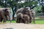 子象たちは本当の姉妹のよう！2組の保護象家族がどんどん仲良くなっていく様子にほっこり♪