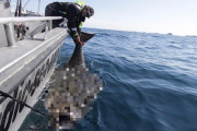 ノルウェー沖で釣り上げられた「巨大カレイ」が信じられないデカさだと話題にｗｗｗｗｗｗ
