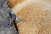 「毛、もらうよ～！」巣作りのため犬の毛を抜きまくる小鳥と、されるがままの犬