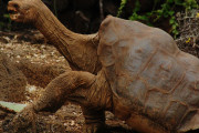 【海外】1995年に最後の目撃！最新の絶滅動物とは何か？