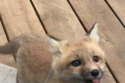 外国人「うちの窓から見えた予想外の光景を見せていくｗｗｗｗ」