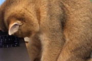 がんばってるな、私も付き合おう。夜遅く仕事をしていたら猫が寝落ちした件