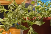 これを見ると植物も生きているんだなあって感じる。しおれた状態から水をあげたときの様子。海外の反応