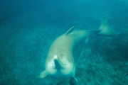 【海外の反応】中国の長江固有のカワイルカは絶滅したか 　海外の反応「取り返しのつかない悲劇、中国は歴史上最大の環境犯罪者」