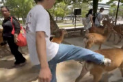 海外の反応：「コイツのせいで鹿が凶暴になったのでは？」奈良の鹿を蹴る男性の動画が物議
