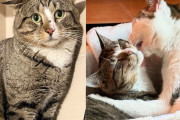 【海外】路上に捨てられた猫が家庭に迎えられ、家猫たちに信頼を学ぶ物語へようこそ！