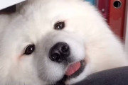 飼主さんのお仕事を邪魔する満面サモエドスマイルのマヤちゃん