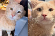 【海外】「女性の到着に大興奮！猫が見せた愛らしい反応とは？」