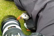 「ちょっと隠れさせて…」カモメが恐くて写真家さんの膝の下に隠れる野生のツノメドリが困り顔すぎて可愛い！