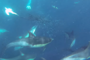 「世界一の海の共演。」サメとイルカとペンギンとクジラが共に狩りをする映像が衝撃 海外の反応