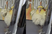 笑っちゃいけない、お怒りモードのオカメインコが可愛い