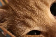 海外「この可愛さはたまらんなw」寝ながら真ん丸な目で見つめてくる日本のモフモフ動物が可愛いと話題に【海外の反応】