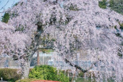 韓国人「日本で初めて見て好きになった桜の種類をご覧ください」→「美しいね」「自分は八重桜・・・すごくふっくらしてさらに美しい」
