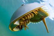 【海外】カニのようでエイリアン！？不思議な「ウミニワカニ」の真実を探る