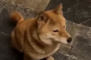 ご主人様への揺るぎない愛情。友人の家から逃げ出して飼い主の戻ってきた柴犬(中国)