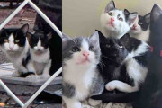 【海外】「路地裏で救出された猫と子猫たち。ある日、母猫が自らの「お店」として一軒の店に現れた！その真相とは？」