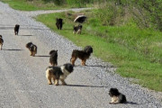 【海外】「驚愕！目の前に現れた12匹の怯えた子犬たちにドライバーが衝撃を受ける」