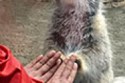 日本の動物園で飼育されてるマヌルネコが可愛くも切ない 海外の反応