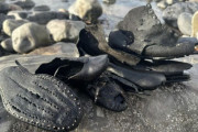 いったいなぜ？イギリスの海岸に19世紀の靴が大量に打ち上げられる謎