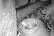 【海外】超レアな愛らしい動物が隠しカメラに現れ、研究者たちを驚かせた！その正体とは？