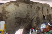 【海外】タイのスーパーに現れた！おやつを求めるお腹ペコの象の姿が話題に