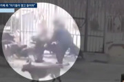 愛犬カフェでロットワイラー集団に襲われた女性に韓国ネット怒り…「店も犬も責任取れ」と厳罰論