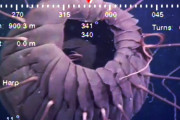 海外「考えさせられる…」日本は不思議生物の宝庫？深海生物映像に興味津々