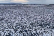 【海外の反応】北日本の海岸に打ち上げられた大量の魚の死骸　海外の反応「放射能汚染水を海に放出したこととは何の関係もないのか、世界中で定期的に起こる」