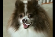 Youtubeで500万回再生された「6秒の犬動画」がこちら 海外の反応