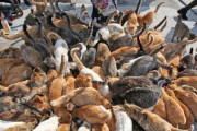 猫好きの天国⁉日本の猫島が最高すぎる！！外国人「都会での生活を捨ててでもここに住みたい！！」