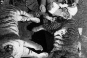 韓国人「日本が朝鮮半島の虎を絶滅させたそうですが‥」絶滅までさせたのは酷過ぎたのでしょうか？　韓国の反応