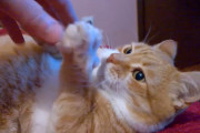 「汝の猫を愛せ」って猫サマがおっしゃってます。甘えん坊のマンチカン、ゲイルくんが可愛い
