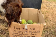 犬の為に大量のテニスボールが公園に。箱に書かれたメッセージに思わず涙