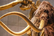 【海外】40万年前のマンモス象牙のアートが実は子供のおもちゃだった!? 驚きの発見！