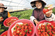 韓国紙「日本品種を追い出して光復を手にした大韓イチゴ万歳！」韓国の反応