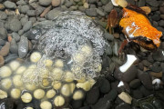 【海外】「希少な赤と黄色のマウンテンフロッグが初めて繁殖成功！絶滅危惧種を救うための数年の奮闘」