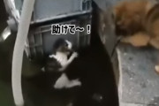 猫ちゃんがおぼれてる！水に飛び込み猫を助け出したのは犬だった