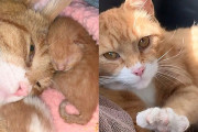 【海外】「家族を迎え入れた猫が見せた感謝と、優しい犬に子守りを許す理由」