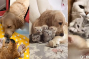 生まれたばかりの子猫を愛おしそうに見つめるゴールデン・レトリバー♪