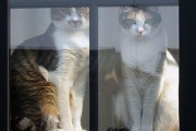 可愛らしい猫がたくさん-笑いすぎに注意してください 海外の反応
