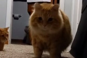 猫「この黒いのは何なんだろう？」自分の影に驚く猫が可愛い