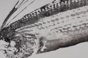 海外の反応「魚を美しく記録する日本の技術『魚拓』がスゴイ！」3m超深海魚のアートな姿に驚嘆の声